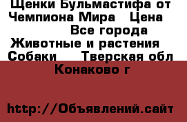 Щенки Бульмастифа от Чемпиона Мира › Цена ­ 1 000 - Все города Животные и растения » Собаки   . Тверская обл.,Конаково г.